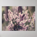 Recherche de bruyère art Paysage