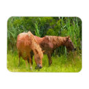 Recherche de cheval refrigérateur magnets Poney