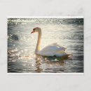 Recherche de cygne cartes postales Animal