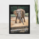 Zoek naar afrikaanse olifant kaarten Dieren