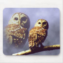 Recherche de hibou barré Hiboux