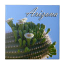 Zoek naar cactus tegels Bloem