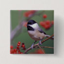 Recherche de adams badges Oiseau
