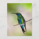 Zoek naar hummingbird briefkaarten Wild