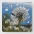 Recherche de mauvaise herbe horloges Fleurs