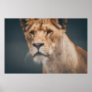 Recherche de lion femelle posters Faune