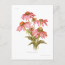 Recherche de rudbeckias cartes postales Botanique