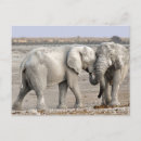 Zoek naar olifanten briefkaarten Wild