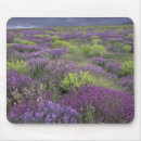 Recherche de champ des fleurs tapis souris Rural