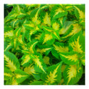 Zoek naar coleus posters Bloem