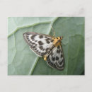 Recherche de petit papillon cartes postales Animal