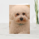 Recherche de pelucheux vœux cartes Blanc