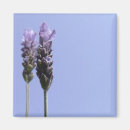 Recherche de lavendar magnets Lavande