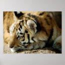 Recherche de chat domestique posters Famille