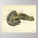 Recherche de organes humains posters Anatomie