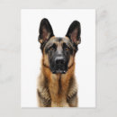 Recherche de chien de berger cartes postales Visage