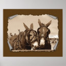 Recherche de mules posters Rural
