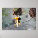 Recherche de sénégal posters Animal