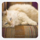 Recherche de canapé autocollants Regarder la caméra