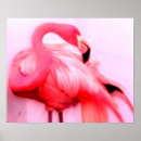 Zoek naar roze flamingo fotografie Veren