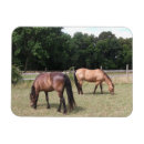 Zoek naar graz magneten Foto