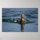 Recherche de canards sauvages posters Oiseaux