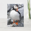 Recherche de macareux vœux cartes Faune