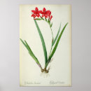 Recherche de gladioli posters Botanique