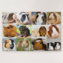 Recherche de cobayes puzzles Cochon d'inde