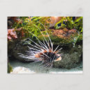 Recherche de poissons de lion Pour tous