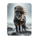 Recherche de islandais magnets Poney