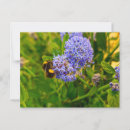 Zoek naar bijen briefkaarten Insect