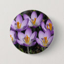 Recherche de crocus badges Fleur