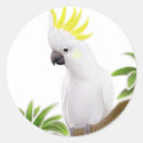 Recherche de cacatoès autocollants Perroquets