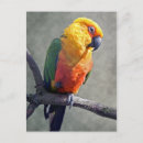 Recherche de parrot cartes postales Bird