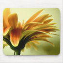 Recherche de gerbera mousepads Orange