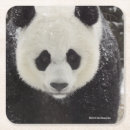Recherche de pandas mignons dessous de verres Photos de faune