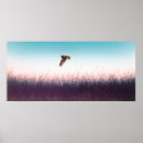 Recherche de faucon de harris posters Animaux