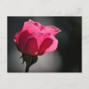Recherche de rosa cartes postales Nature