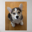 Recherche de chien corgi posters Animaux de bébé
