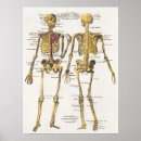 Recherche de anatomique posters Anatomie