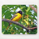 Recherche de baltimore photographie Faune