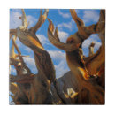 Recherche de pin carreaux Bristlecone