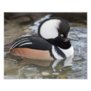 Recherche de merganser posters Canard