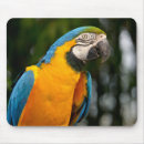 Recherche de aras tapis souris Macaw