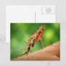 Recherche de moustiques cartes postales Nature