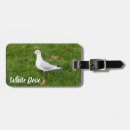 Recherche de pigeons bagages étiquettes Nature