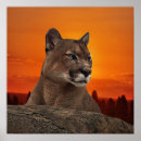 Recherche de animal puma posters Lion de montagne