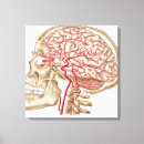 Recherche de anatomie cerveau posters toiles Soins de santé