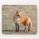 Recherche de renard rouge tapis souris Faune